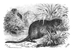 Illustration: Fiber zibethicus