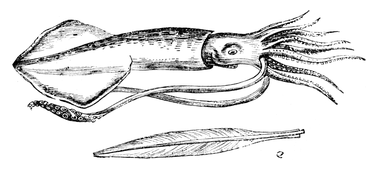 Illustration: Loligo vulgaris