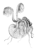 Illustration: Argonauta argo
