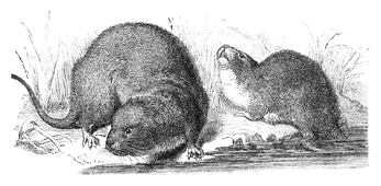 Illustration: Arvicola amphibius