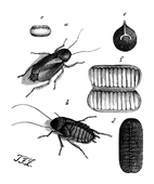Illustration: Periplaneta orientalis