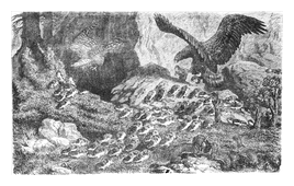 Illustration: Myodes lemmus