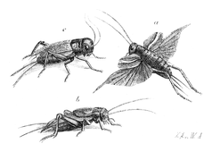 Illustration: Gryllus campestris