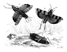Illustration: Acridium stridulum