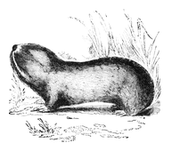 Illustration: Spalax typhlus