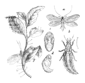 Illustration: Chrysopa perla
