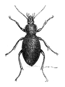 Illustration: Carabus oriaceus