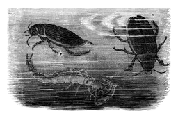 Illustration: Dyticus marginalis