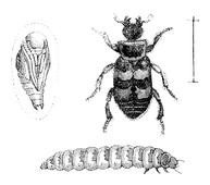 Illustration: Necrophorus vespillo