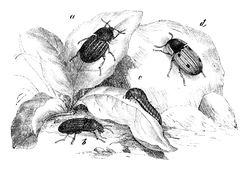 Illustration: Silpha quadripunctata