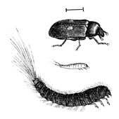 Illustration: Attagenus pellio