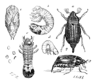 Illustration: Melolontha vulgaris