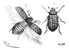 Illustration: Polyphylla fullo