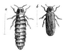 Illustration: Lampyris noctiluca