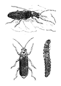Illustration: Telophorus fuscus