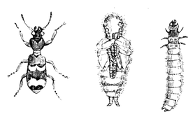 Illustration: Clerus formicarius
