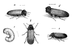 Illustration: Anobium striatum