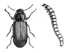 Illustration: Tenebrio molitor