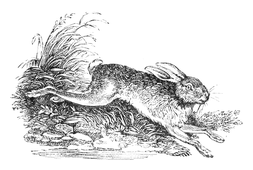 Illustration: Lepus timidus