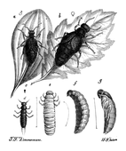 Illustration: Meloë proscarabaeus