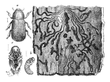 Illustration: Hylesinus pallistus