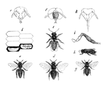 Illustration: Apis mellifica
