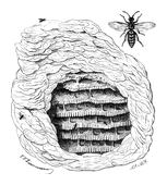 Illustration: Vespa vulgaris