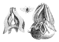 Illustration: Cynipscalicis 
