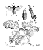Illustration: Hylotoma rosarum