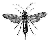 Illustration: Sirex gigas
