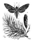Illustration: Sphinx pinastri