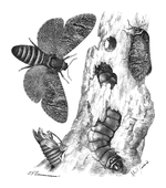 Illustration: Cossus ligniperda