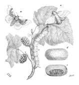 Illustration: Bombyx mori