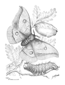 Illustration: Antheraea Yama-mai