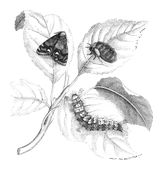 Illustration: Orgyia antiqua