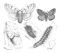 Illustration: Liparis dispor