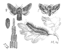 Illustration: Gnethocampa procossionea