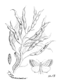 Illustration: Botys margaritalis