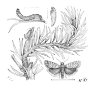 Illustration: Tortrix Buoliana