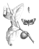 Illustration: Tortrix pruniana