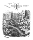 Illustration: Sciara Thomae