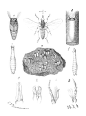 Illustration: Simulia Colombaschensis