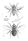 Illustration: Sarcophaga carnari
