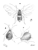 Illustration: Aphis pruni