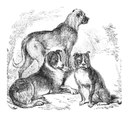 Illustration: Canis familiaris