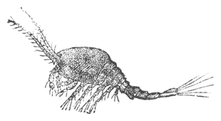 Illustration: Cyclops quadricornis