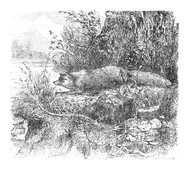 Illustration: Canis vulpes