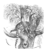 Illustration: Viverra genetta