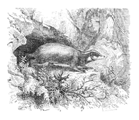 Illustration: Meles taxus