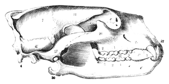Illustration: Ursus maritimus